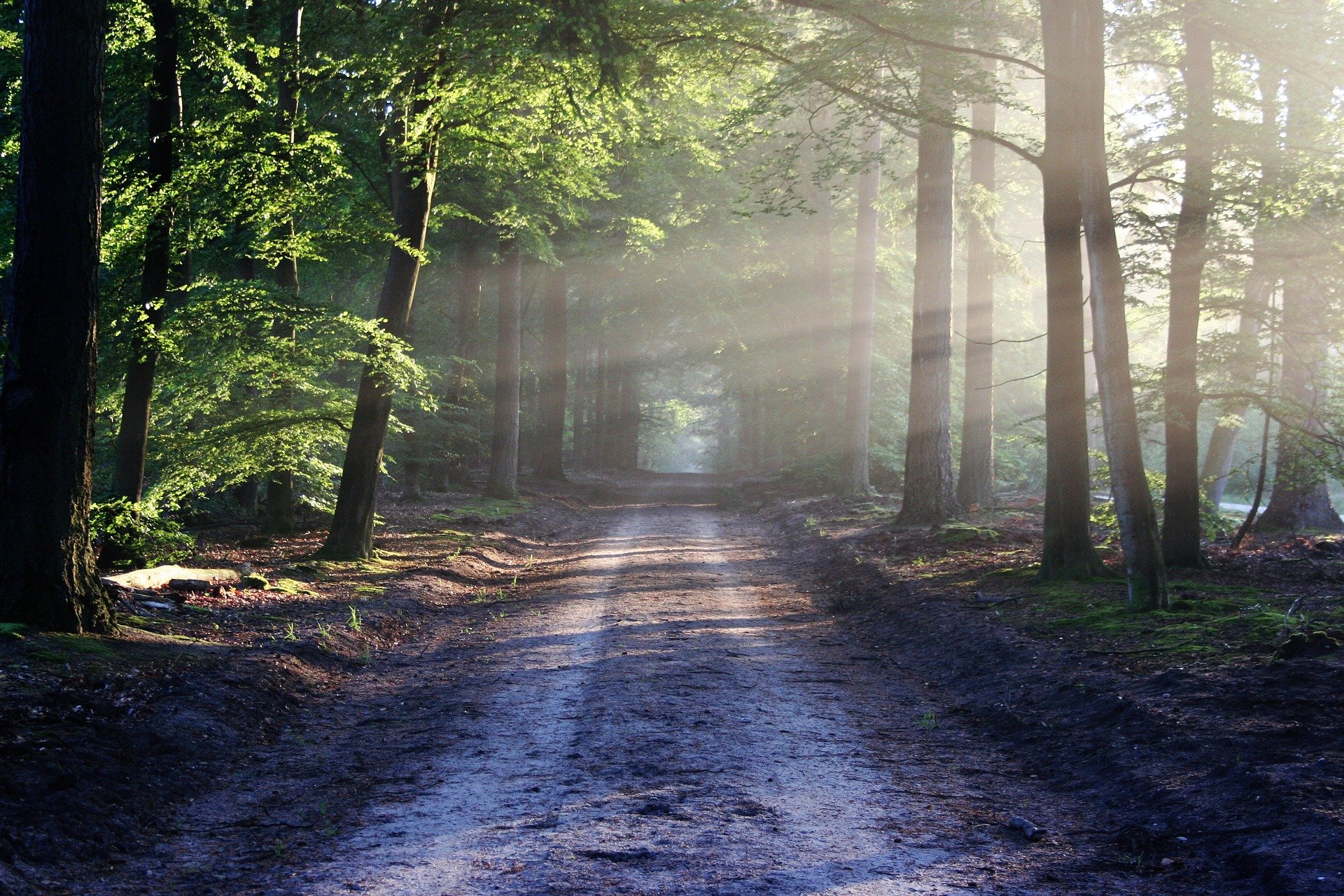 Bild von bertvthul auf Pixabay